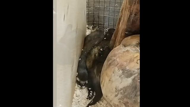 Черные камни