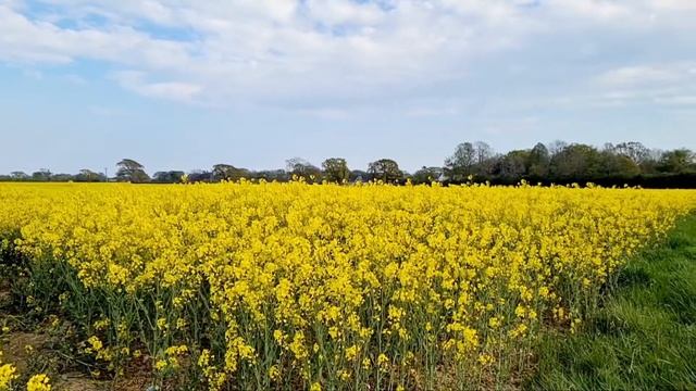 Beautiful tune with full bloom of rapeseed flowers