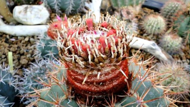 Melocactus saxicola + Picous Vidéo 784 - 2021