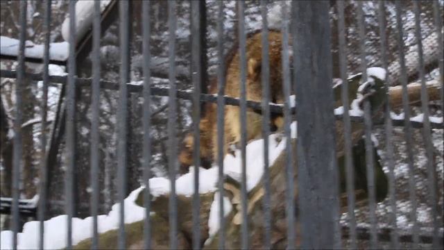 В тёплую погоду еноты проснулись 04.02.2025