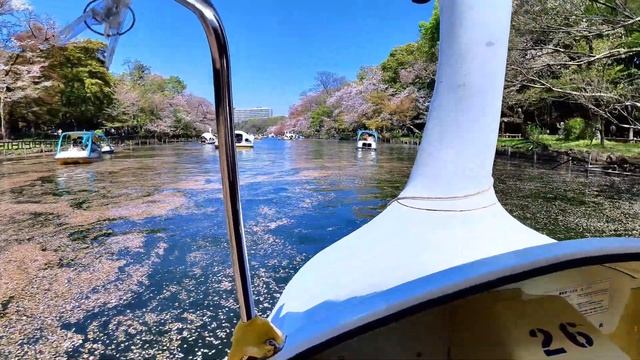 Cherry blossom viewing at Inokashira Park! Collision with a swan boat in a heavy traffic jam