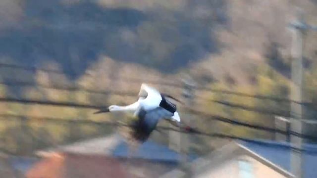 コウノトリ飛行シーン