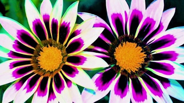 Фон живые цветы.