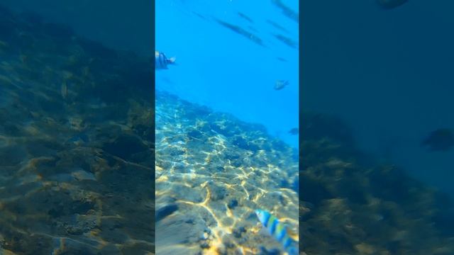 Подводный мир Красного моря