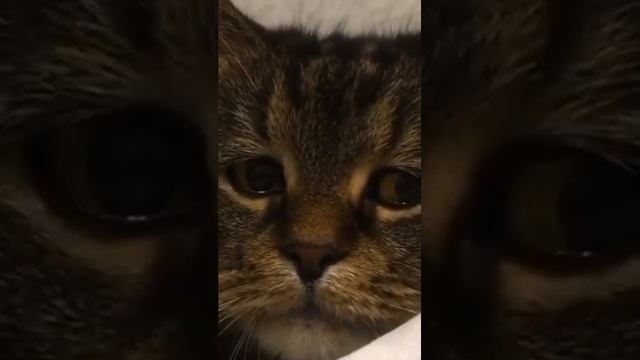 Смешные видео приколы с котами КОТЫ Приколы 33