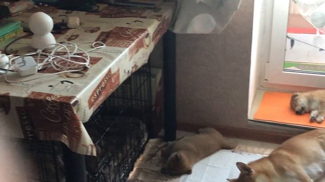 Вот такой детский сад из собачих детей у нас дома