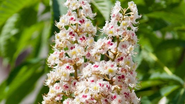 Castaño de indias remedio natural para la circulación de la sangre con acción venotónica