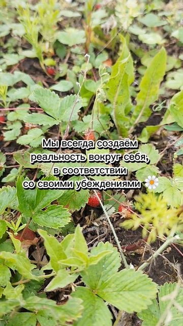 Реальность вокруг себя #реальность #вокруг #свои #убеждения #reality #around #your #beliefs #shotrs