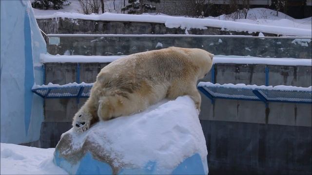 Кай проснулся когда услышал мой голос и прилёг отдохнуть на камень 04.02.2025