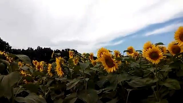 Бджолотерапія на соняшнику