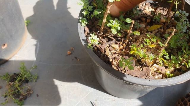 BRILHANTINA - Pilea microphylla. Você sabia?