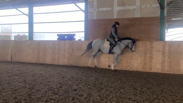 24 Karat - 2018 CSHA gelding - Banderas x Popeye k