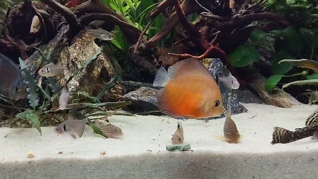 Aquarium Aftermath 15.10.2023 #057