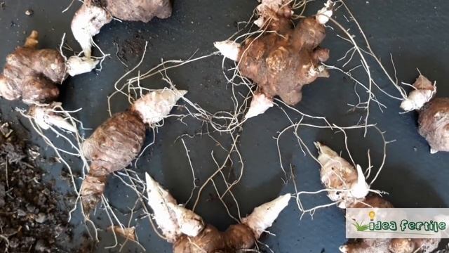 Topinambur: coltivazione, raccolta e conservazione, consumo (risotto al Topinambur)