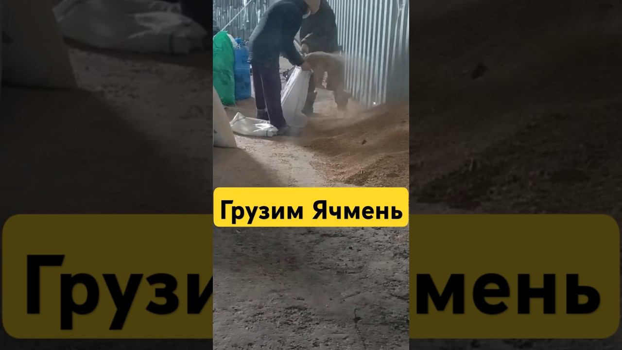 Погрузка ЯЧМЕНЯ ТГК:DanilaFermer