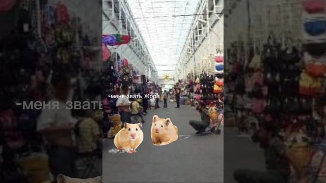 Фильм про хомяка ( часть1)