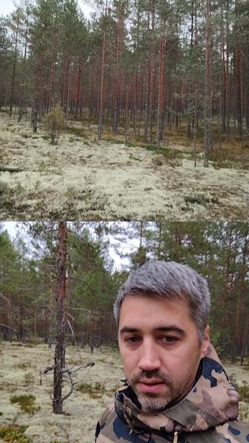 Прогулка по лесу