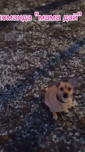 учим команды на улице♥️