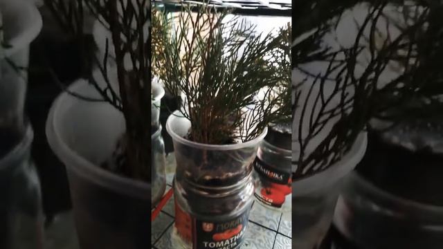 🌲Неудачное укоренение хвойников 🌲