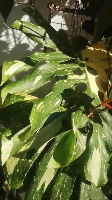 Garden tour #1 #aroid  #philodendron #caladium #syngonium #monstera #indoorplants