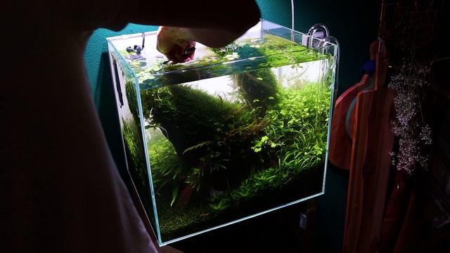The Rotala Switch + Cinematic HD