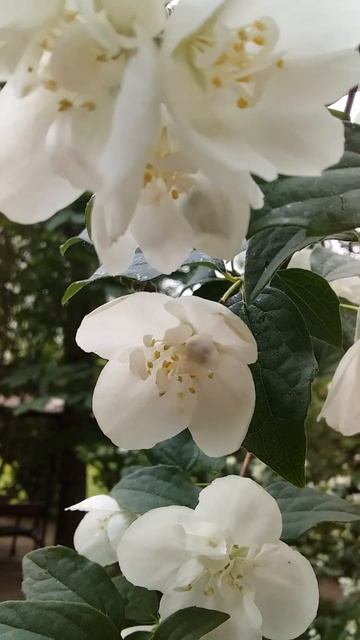 белоснежное облако,чубушник венечный(жасмин)не возможно пройти мимо😘