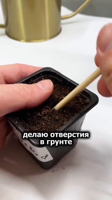 Как правильно черенковать пеларгонию