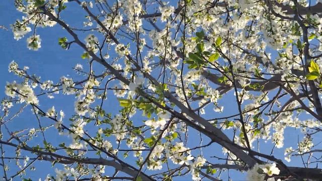 @-earth.plants-animals  Prunus domestica,plum flowers,lulet e kumbullës(2)