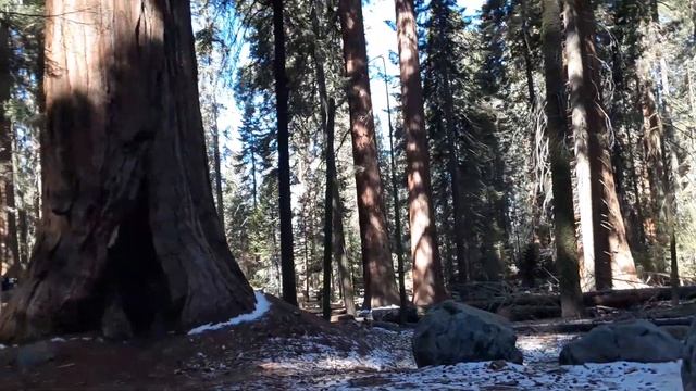 Giant Sequoia Trees - Walking to General Sherman -Sequoia National Park - Three Rivers, California
