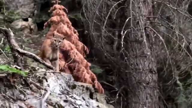 Backpackers film mountain lion in Sequoia National Forest