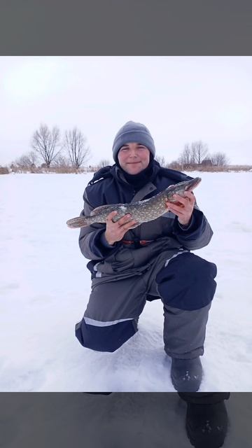 Хорошая щучка на жерлицу 1,350 килограмм🎣