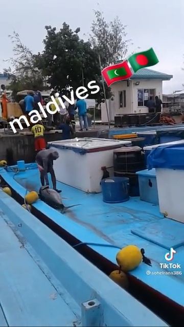 Big tuna fishermen in Maldives