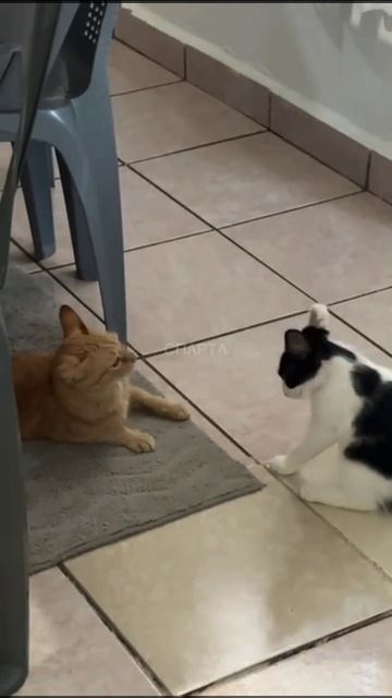 КОТ ПРАНКЕР