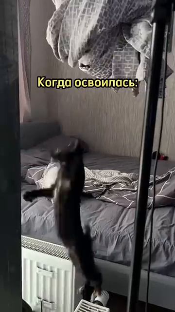 Когда освоилась #кошки #котики #юмор