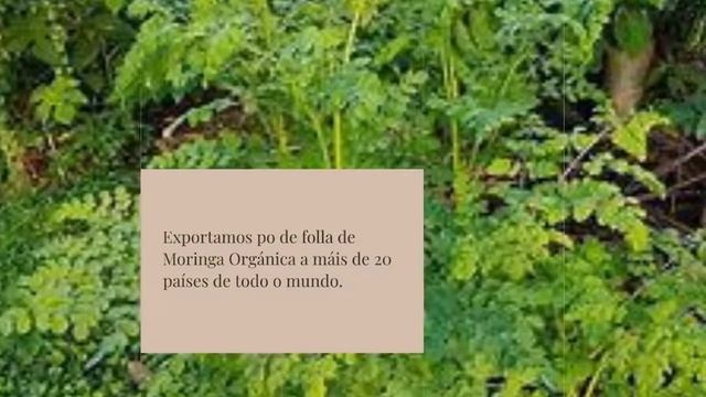 Moringa Fabricación de marcas privadas Moringa Exportador Provedor Venda por xunto de +628775801600