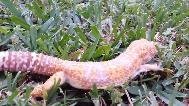 Super Giant Albino