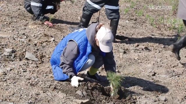 Три тысячи саженцев сосны высадили работники разреза «Черниговец» на территории предприятия