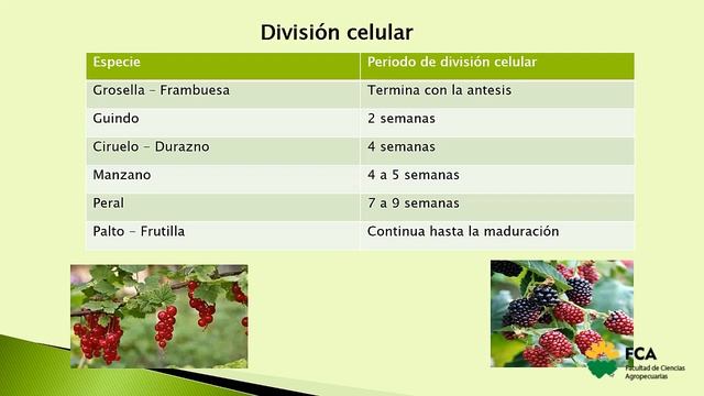 Crecimiento del Fruto (Parte 1)
