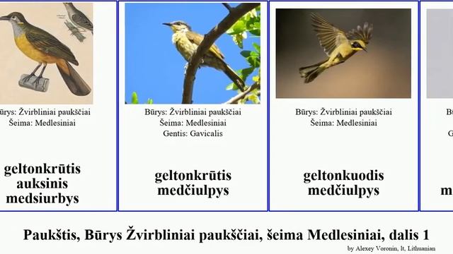 Paukštis, Būrys Žvirbliniai paukščiai, šeima Medlesiniai, dalis 1 medčiulpys medsiurbys mizomela