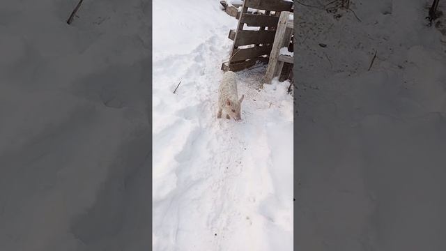 поросенок ,,муха,,