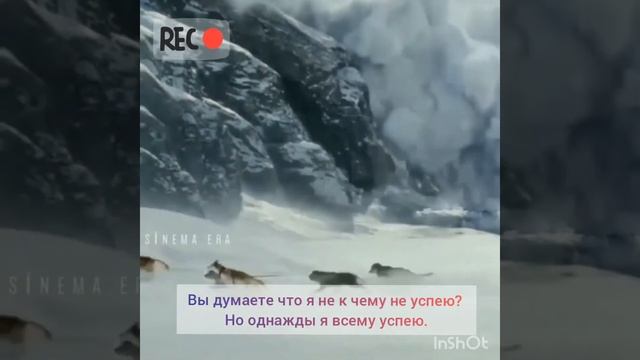 Стая волков