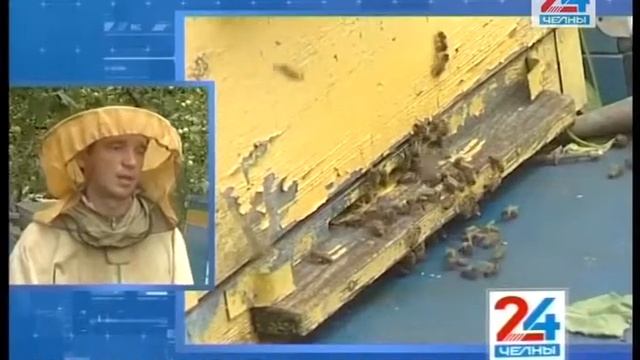 Сколько меда собрали пчелы Тукаевского района