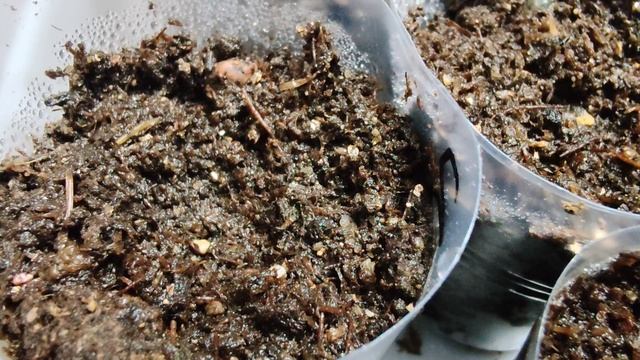09-02-2025. Заготовки. Оладьи. Готовка. Счётчик на воду. Рассада петуний. Егорка ночует у нас.