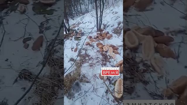 На юге Камчатки кто-то выбросил хлеб и батоны