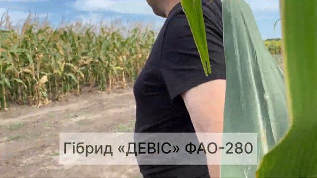 Демонстраційні ділянки гібридів кукурудзи ТОВ "Рост Агро" 2023
