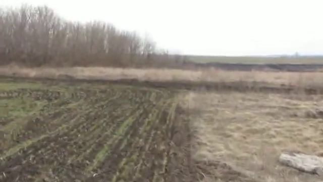 Виктор Безгодков. Зеленая озимая пшеница идет от посадки...