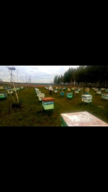 Осеннее воровство на пасеке, если семья без маточная её начинают бомбить..