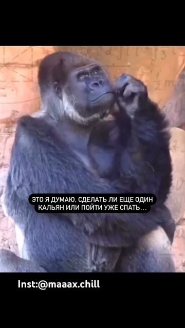 Пиши свой рекорд) #maaaxchill #кальян #hookah #шиша #кальянныйюмор