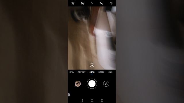 мой кот смешной