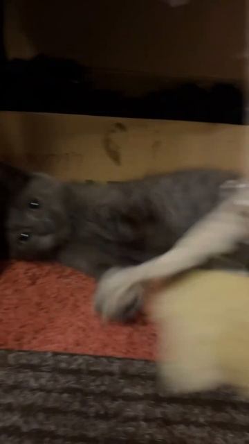 Русская голубая кошка
